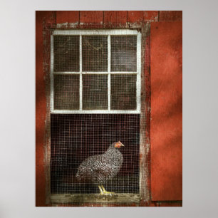 Animal - Bird - Chicken in a window Poster