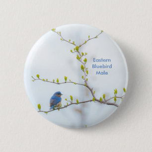 Animal Bird Eastern Bluebird 6 Cm Round Badge