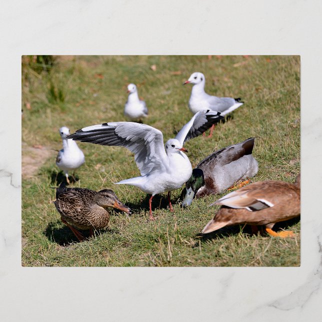 Animal bird Gulls and ducks on grass Foil Holiday Postcard (Front)