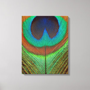 Animal - Bird - Peacock Feather Canvas Print