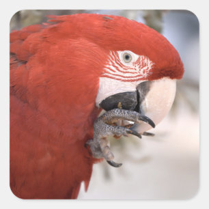 Animal bird portrait macaw chloroptera square sticker