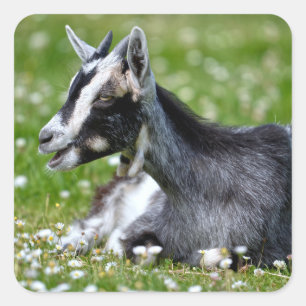Animal Black and white goat lying on grass Square Sticker