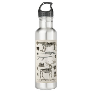 animal, bones, structure, skeleton, bone, anatomy, 710 ml water bottle