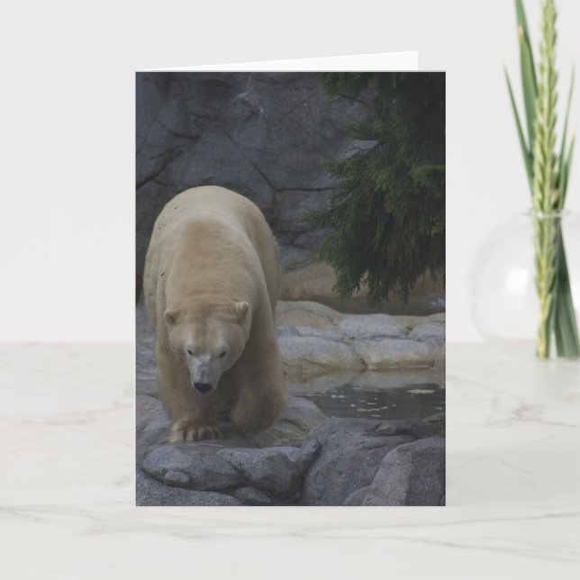 Animal cards, Polar Bear Holiday Card (Front)