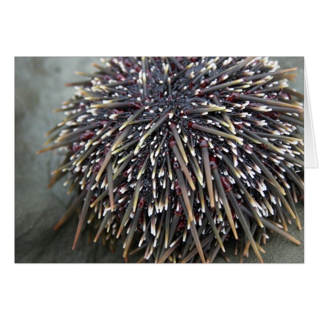Animal cards, Sea Urchin (Front Horizontal)