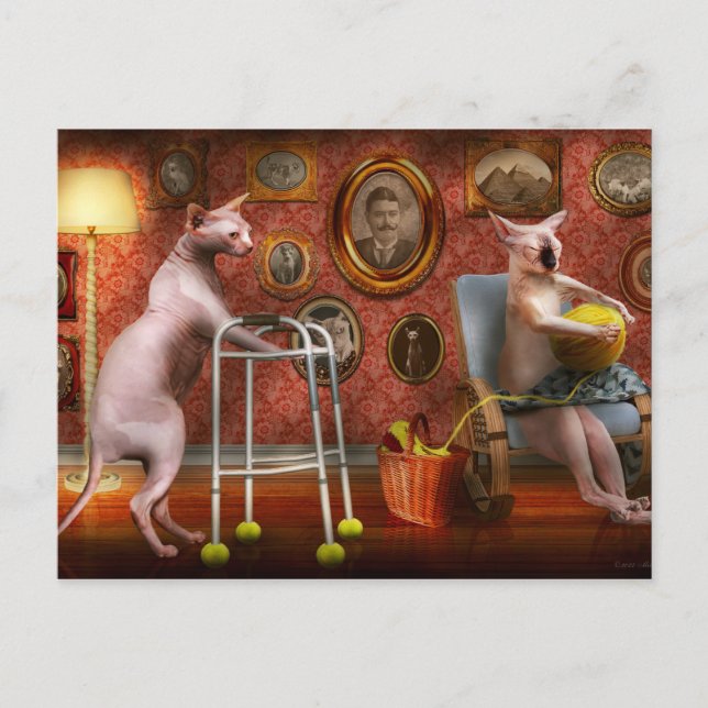 Animal - Cat - Retirement home for cats Postcard (Front)