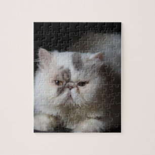 animal, cat, white, pet, kitten, isolated, cute, jigsaw puzzle