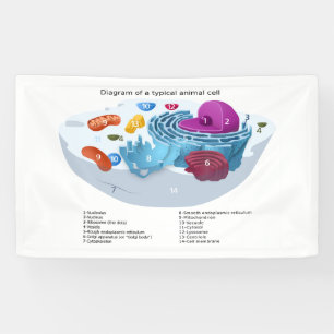 Animal Cell Diagram labelled  Banner
