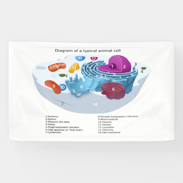 Animal Cell Diagram labelled  Banner (Horizontal)