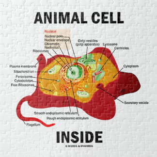 Animal Cell Inside (Biology Eukaryotic Cell) Jigsaw Puzzle