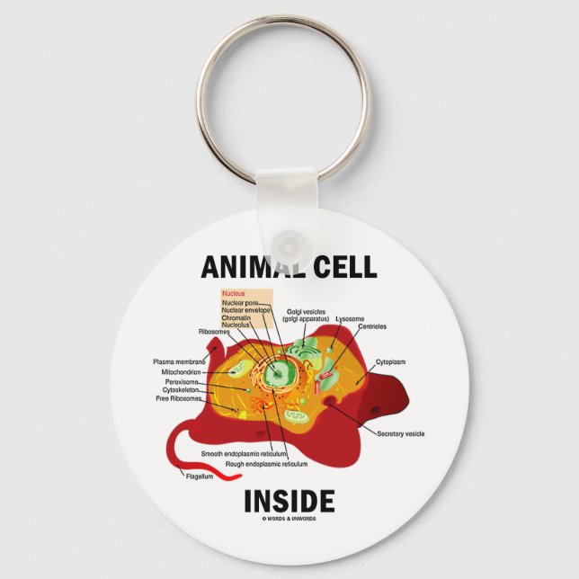 Animal Cell Inside (Eukaryote Cell Biology) Key Ring (Front)