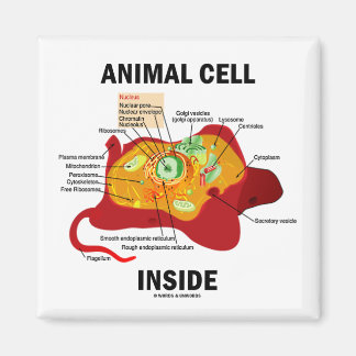 Animal Cell Inside (Eukaryote Cell Biology) Magnet
