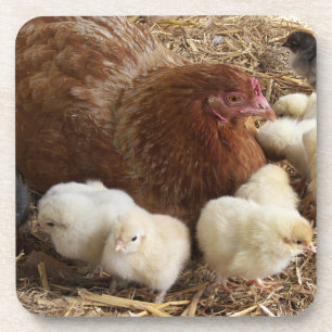 animal, chick, chicken, farm, cute, bird, baby, coaster