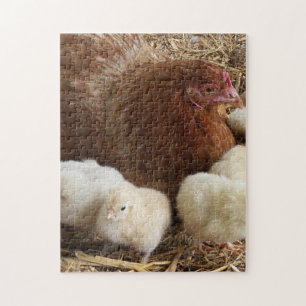 animal, chick, chicken, farm, cute, bird, baby,  jigsaw puzzle