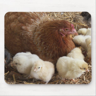 animal, chick, chicken, farm, cute, bird, baby, mouse mat