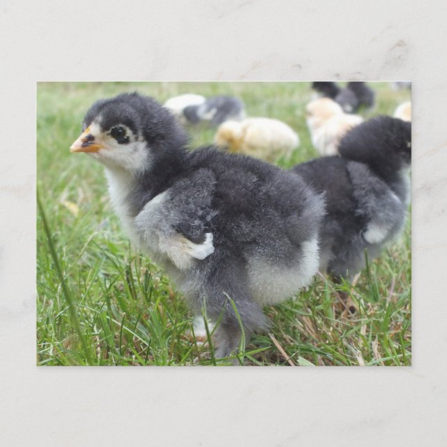 animal, chick, chicken, farm, cute, bird, baby, postcard (Front)