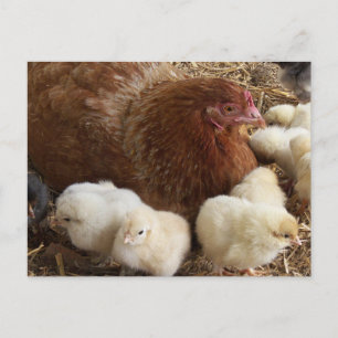 animal, chick, chicken, farm, cute, bird, baby, postcard