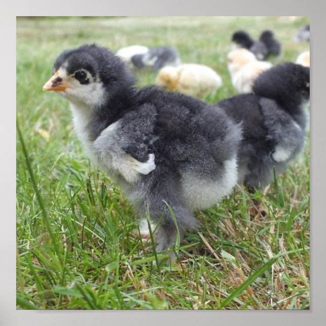 animal, chick, chicken, farm, cute, bird, baby, poster (Front)