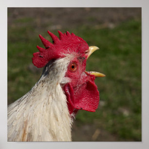 animal, chick, chicken, farm, cute, bird, baby, poster