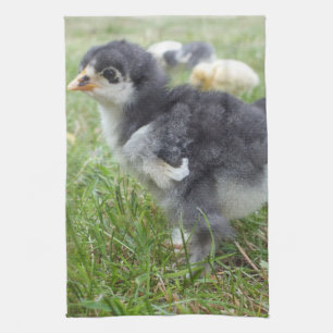 animal, chick, chicken, farm, cute, bird, baby, tea towel