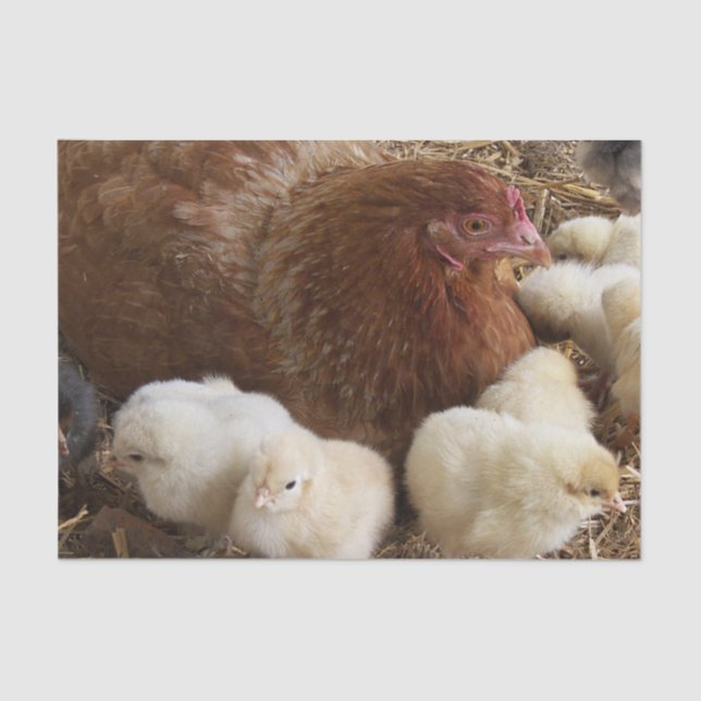 animal, chick, chicken, farm, cute, bird, baby, tissue paper (Front)