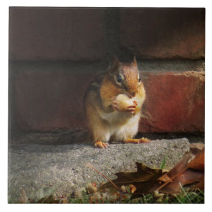 Animal - Chipmunk - It's all mine Tile
