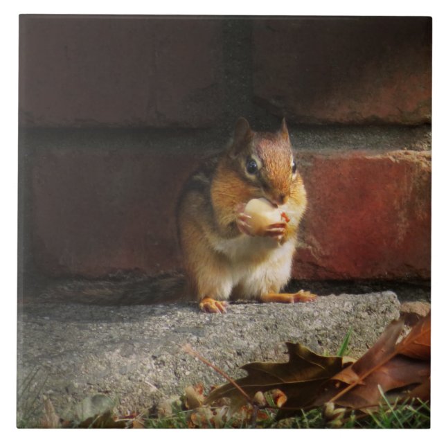 Animal - Chipmunk - It's all mine Tile (Front)