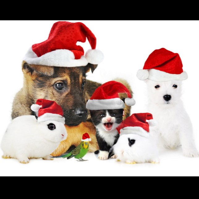 Animal Christmas T-Shirt (A group of pets wearing Santa hats!)