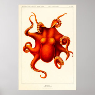 Animal Curiosity Octopus Die Cephalopod 1915 Poster