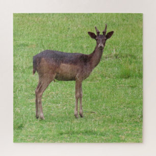 animal, deer, nature, wildlife, wild, stag, forest jigsaw puzzle