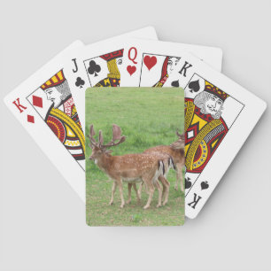animal, deer, wildlife, forest, meadow, hunting, n playing cards