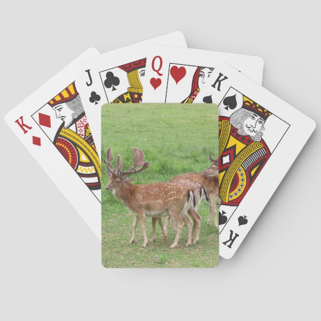 animal, deer, wildlife, forest, meadow, hunting, n playing cards (Back)