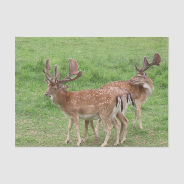 animal, deer, wildlife, forest, meadow, hunting, n tissue paper (Front)