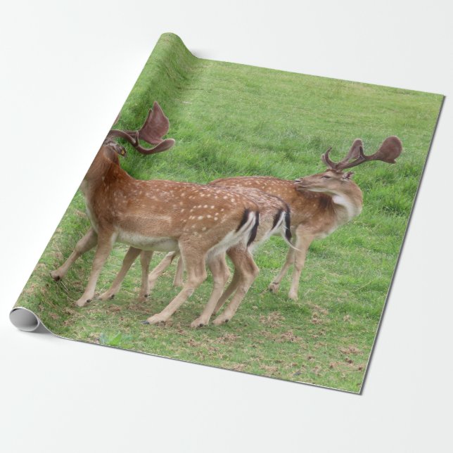 animal, deer, wildlife, forest, meadow, hunting, n wrapping paper (Unrolled)