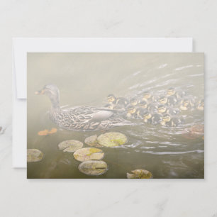 Animal - Ducks - Swim like a duck Announcement