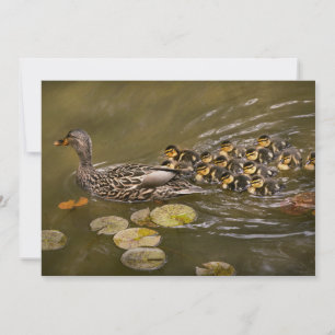 Animal - Ducks - Swim like a duck Invitation