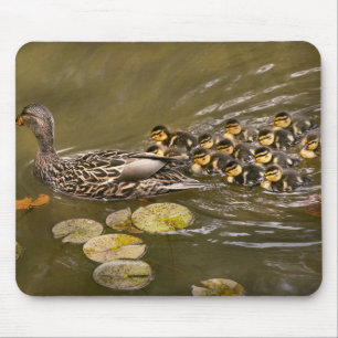 Animal - Ducks - Swim like a duck Mouse Mat