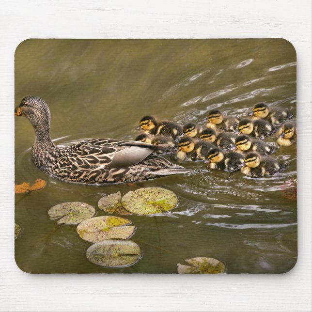 Animal - Ducks - Swim like a duck Mouse Mat (Front)