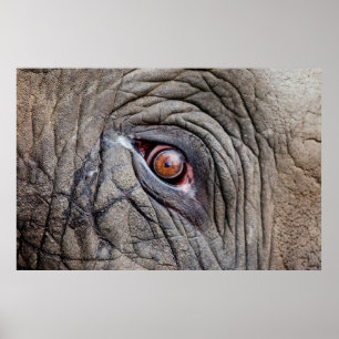 Animal elephant eye close up poster