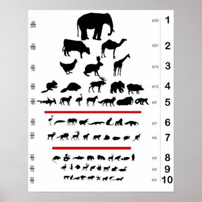 Animal Eye Chart Poster (Front)