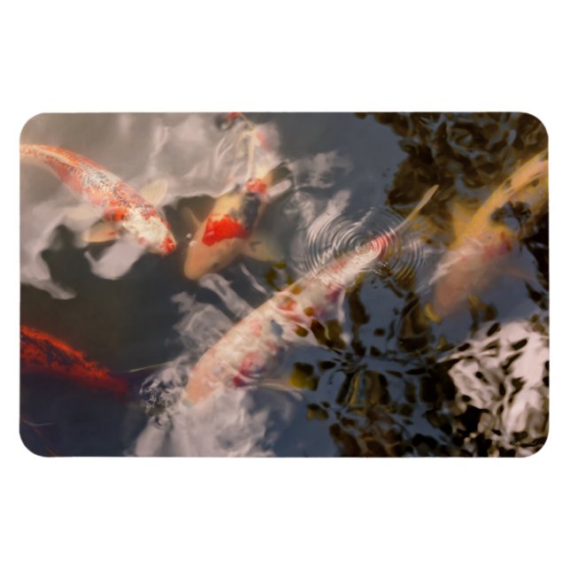 Animal - Fish - Being koi Magnet (Horizontal)