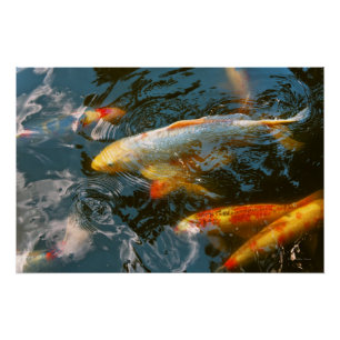 Animal - Fish - Bestow good fortune Poster