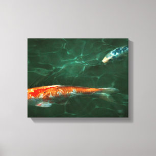 Animal - Fish - Koi - Another fish story Canvas Print