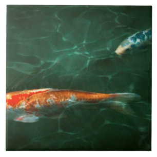 Animal - Fish - Koi - Another fish story Tile