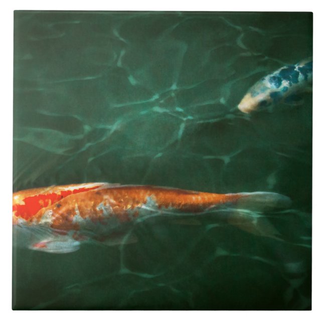 Animal - Fish - Koi - Another fish story Tile (Front)