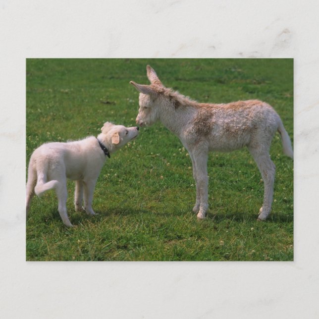 animal friendship, young donkey with dog, postcard (Front)