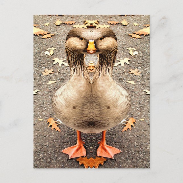 ANIMAL FUN POSTCARD (Front)