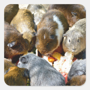 Animal Guinea pigs eating fruits Square Sticker