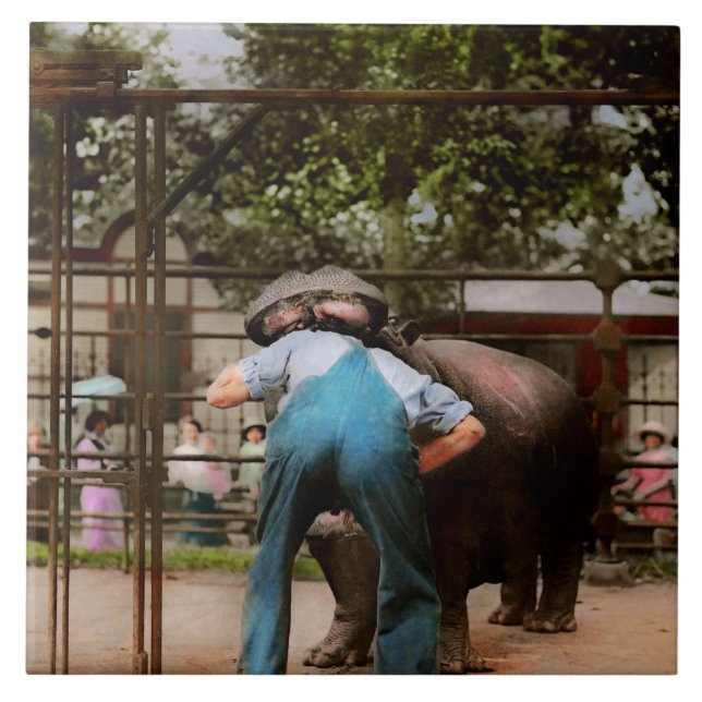 Animal - Hippo - Stupid human tricks 1910 Tile (Front)