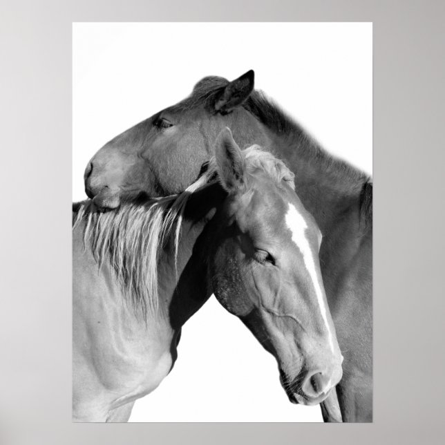 Animal horse equestrian photo black and white poster (Front)